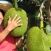 woman holding jackfruit