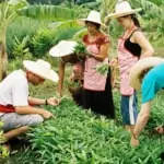 group of people picking thai herbs and vegetables in kitchen garden