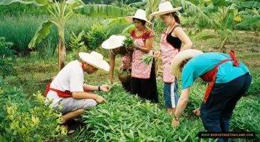 group of people picking thai herbs and vegetables in kitchen garden
