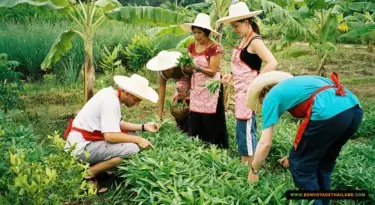 group of people harvesting thai herbs and vegetables in kitchen garden