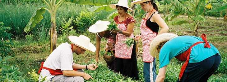 group of people picking thai herbs and vegetables in kitchen garden