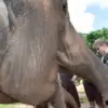men feeding elephants