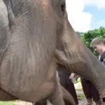 men feeding elephants