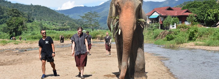 feeding elephant