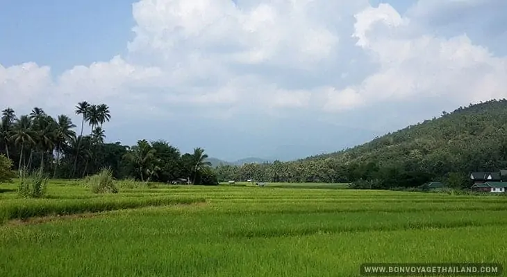 view of rice field with blue sky