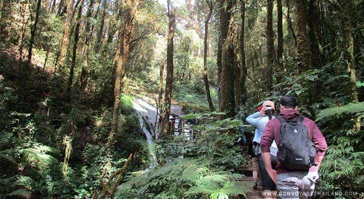 group of people trekking in jungle