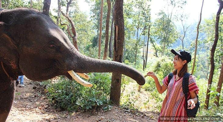 young woman bonding with elephant at hug elephant sanctuary