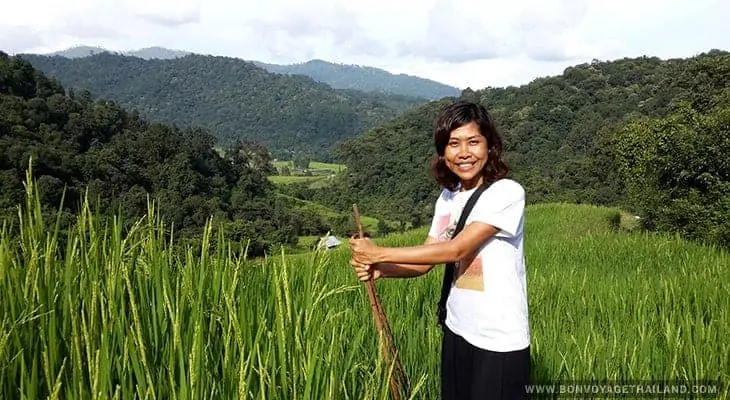 trekking through rice paddy on doi inthanon