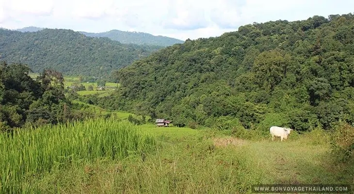 pha dok siew mini trekking trail