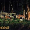 tigers at chiang mai night safari