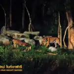 tigers at chiang mai night safari