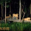 lions at chiang mai night safari