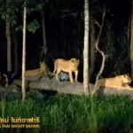lionesses at chiang mai night safari