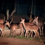 deer herd at chiang mai night safari