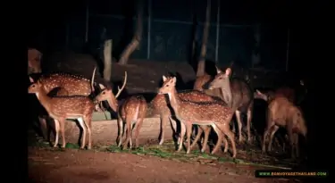 chiang mai night safari