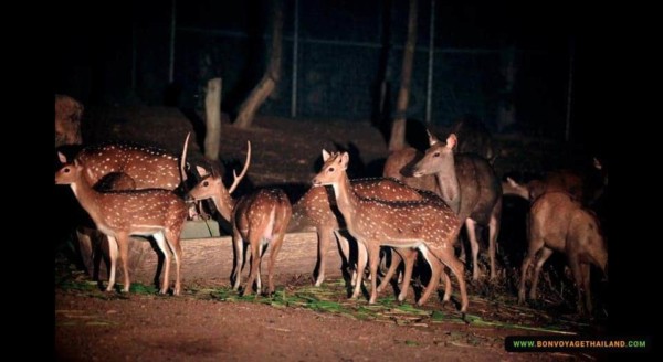 deer herd at chiang mai night safari