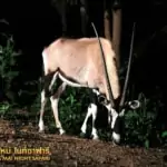 chiang mai night safari