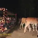 chiang mai night safari