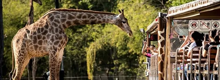 giraffe at night safari in chiang mai