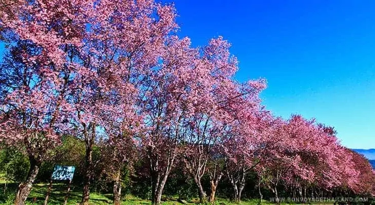 cherry blossoms at khun wang royal project