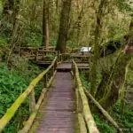 ang ka luang nature trail on doi inthanon