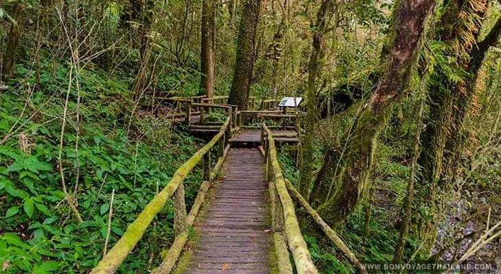 ang ka luang nature trail on doi inthanon