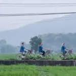 group of people cycling along rice paddy in the country