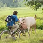 woman cycling along rice paddy in the country