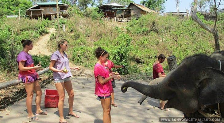 women feeding elephant bananas