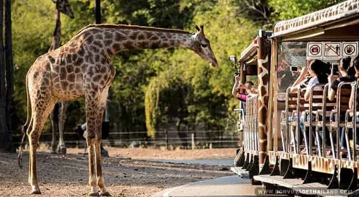 kid friendly night safari tour in chiang mai