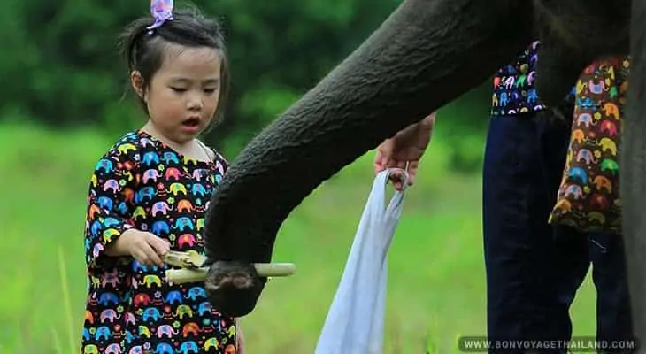 young girl feeding elephant sugarcane at elephant sanctuary