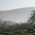 rice paddy view against a mountain at lisu lodge