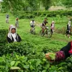 cycling through tea plantation at lisu lodge