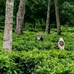 hilltribe women picking tea leaves