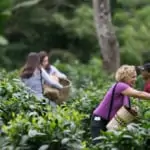 lady picking tea leaves at araksa tea garden