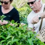 man and woman picking tea leaves