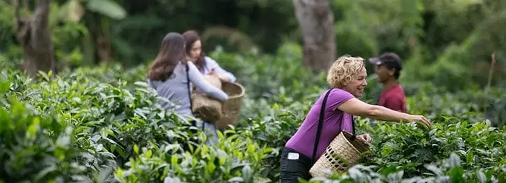 lady picking tea leaves at araksa tea garden