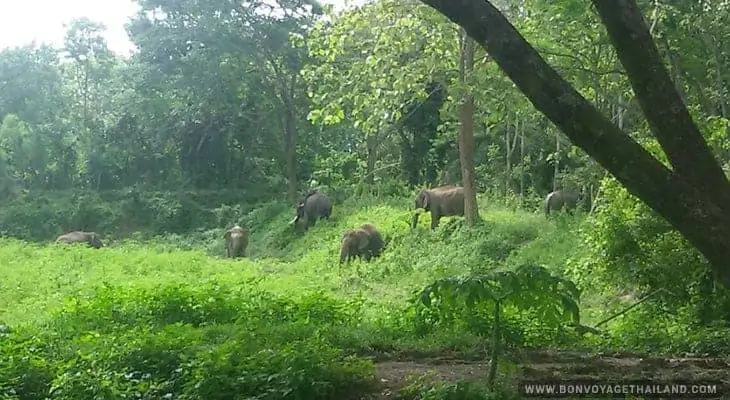 elephants roaming in the jungle