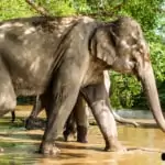 elephants walking through shallow creek