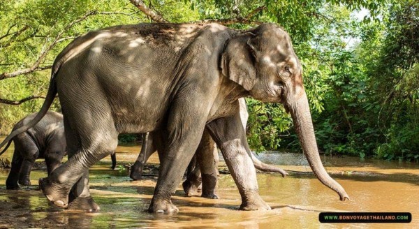 elephants walking through shallow creek
