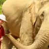 smiling kid playing with elephant