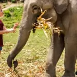 young woman feeding elephant