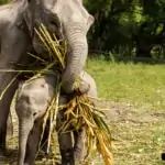 elephant eating
