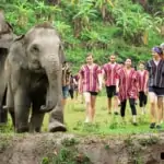 group of people in karen costumes walking alongside elephants