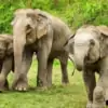 elephants roaming in a field
