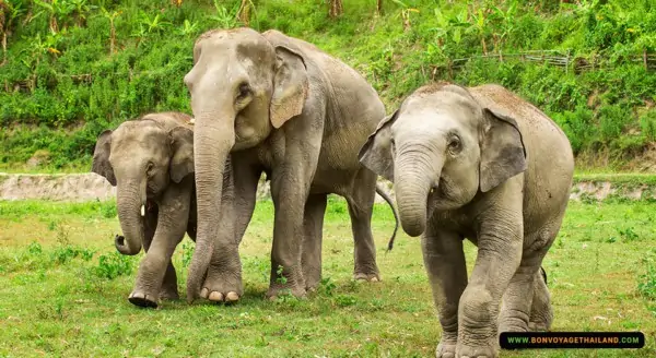 elephants roaming in a field