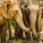 woman bonding with elephants