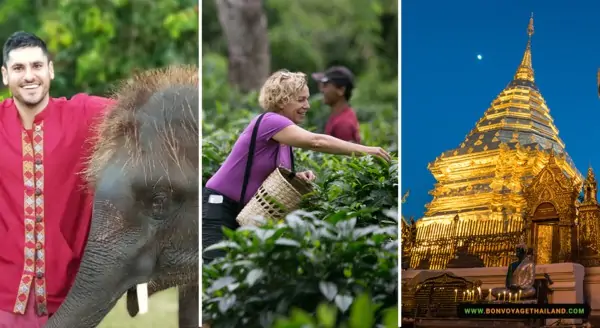 Elephant Sanctuary + Araksa Tea Garden + Doi Suthep Temple (Evening View)