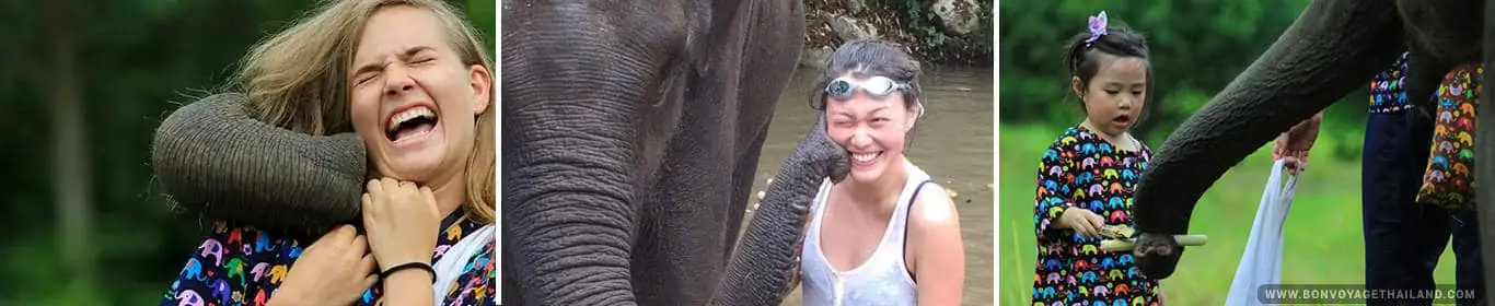 sanctuaire d'éléphants à Chiang Mai