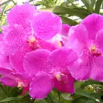 Orchid Farm - Pink Orchid